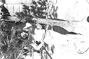 %_tempFileNameIMAG0326%