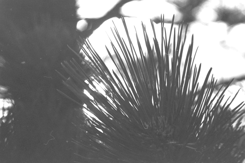 %_tempFileNameIMAG0733%