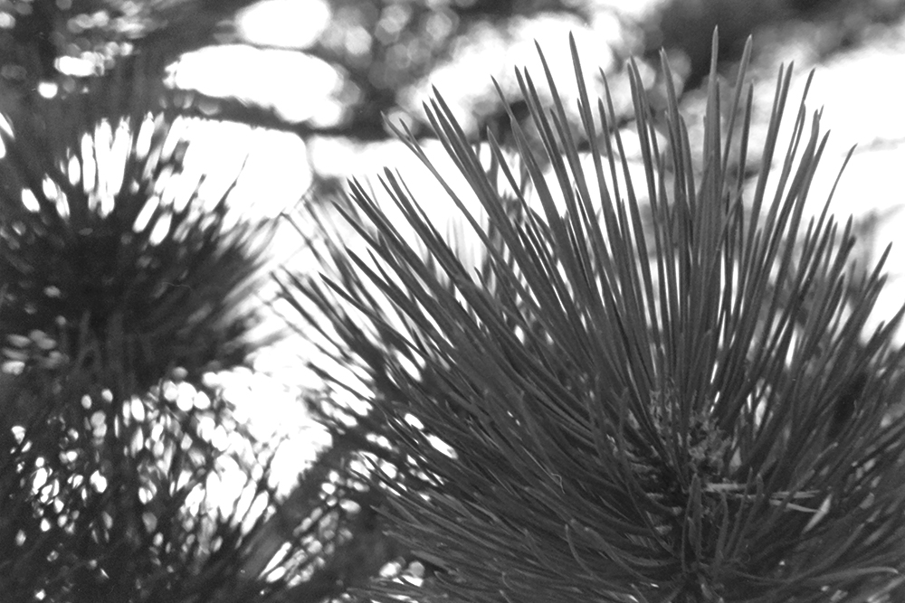 %_tempFileNameIMAG0735%