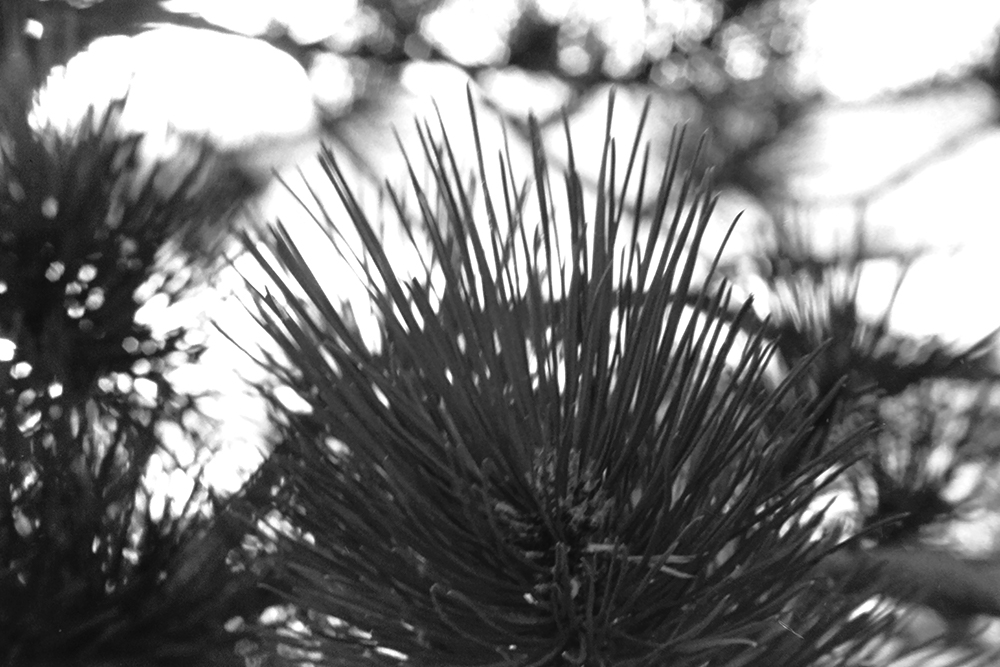 %_tempFileNameIMAG0737%