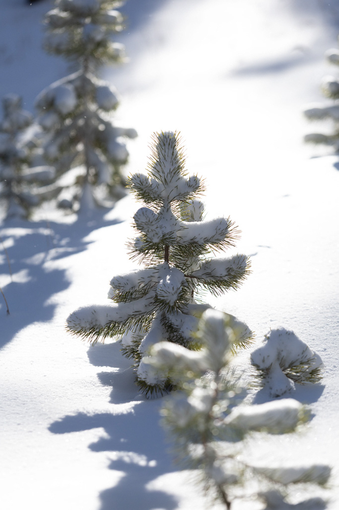 %_tempFileName1M6A2168%